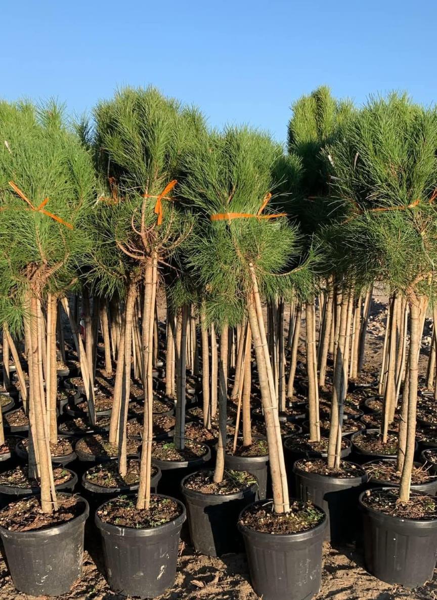 Messa a dimora alberi